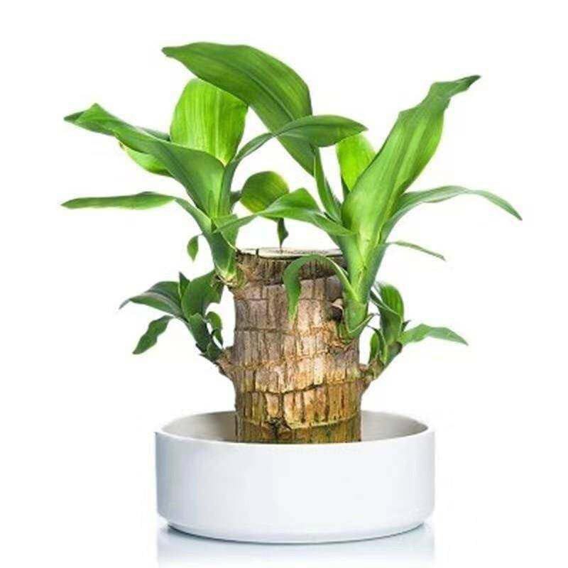 Brazilian Lucky Bamboo Live Plant | Good Luck Plant | Lucky Brazil Wood Plant | Healthy Indoor Feng Shui Plant for Home Decor (Brazilian Lucky Bamboo) (Without Pot)