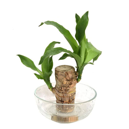 Brazilian Lucky Bamboo Live Plant | Good Luck Plant | Lucky Brazil Wood Plant | Healthy Indoor Feng Shui Plant for Home Decor (Brazilian Lucky Bamboo) (Without Pot)