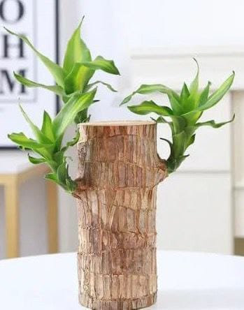 Brazilian Lucky Bamboo Live Plant | Good Luck Plant | Lucky Brazil Wood Plant | Healthy Indoor Feng Shui Plant for Home Decor (Brazilian Lucky Bamboo) (Without Pot)