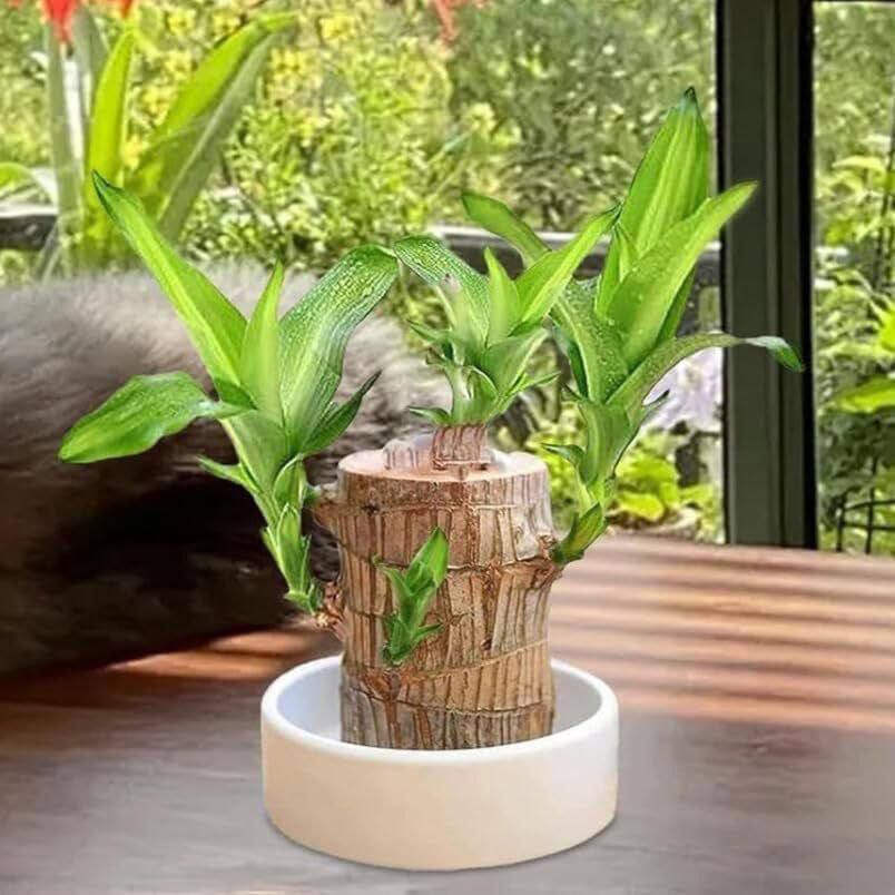 Brazilian Lucky Bamboo Live Plant | Good Luck Plant | Lucky Brazil Wood Plant | Healthy Indoor Feng Shui Plant for Home Decor (Brazilian Lucky Bamboo) (Without Pot)